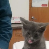 Austin Veterinary Clinic ico