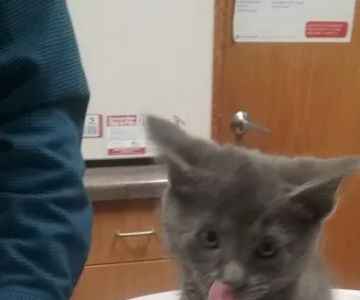 Austin Veterinary Clinic
