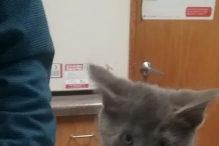 Austin Veterinary Clinic