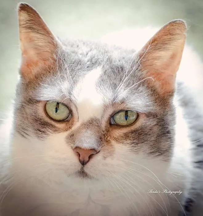 Clarks Grove Veterinary Clinic 1