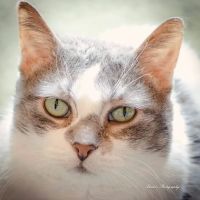 Clarks Grove Veterinary Clinic ico
