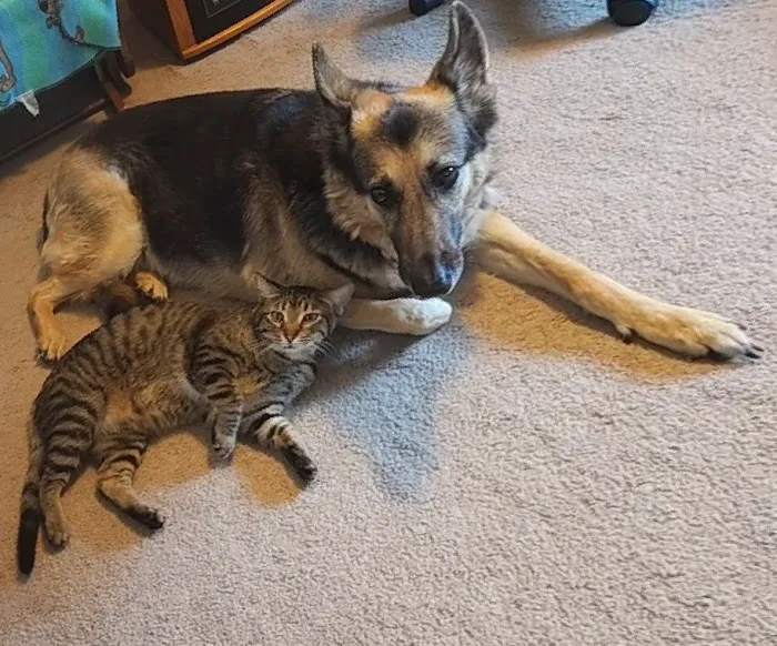 Heartland Animal Hospital 12