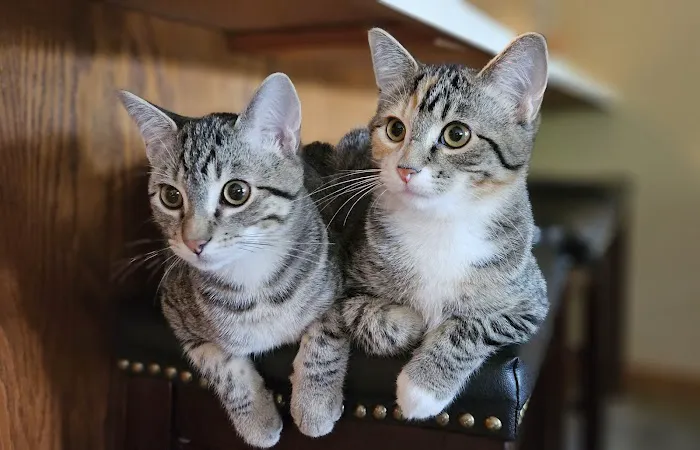 Heartland Animal Hospital 12