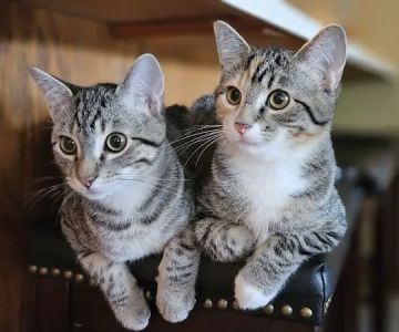 Heartland Animal Hospital