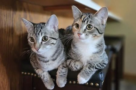 Heartland Animal Hospital