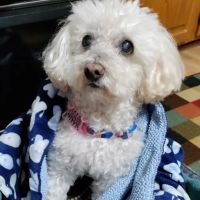 Owatonna Veterinary Hospital ico