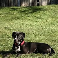 Ark Animal Hospital ico
