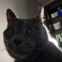 Banfield Pet Hospital ico