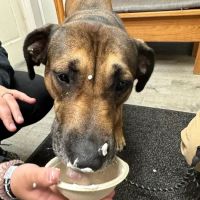 Tender Loving Care Animal Hospital ico