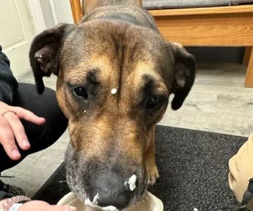 Tender Loving Care Animal Hospital