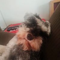 Southern Medina Veterinary Clinic ico