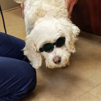 Seville Wadsworth Veterinary Clinic ico