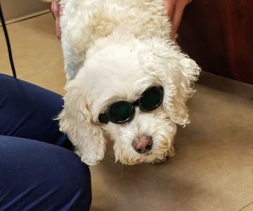 Seville Wadsworth Veterinary Clinic