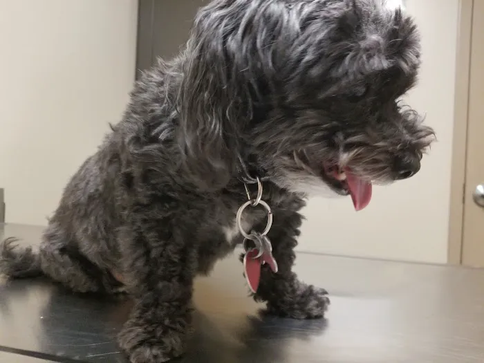 Porter Pet Hospital 12