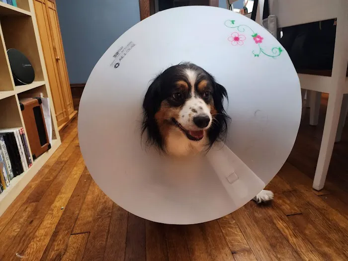 Porter Pet Hospital 12