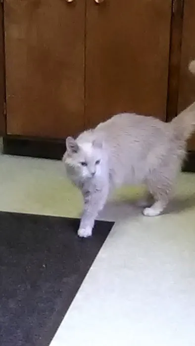 Falls Veterinary Clinic 12