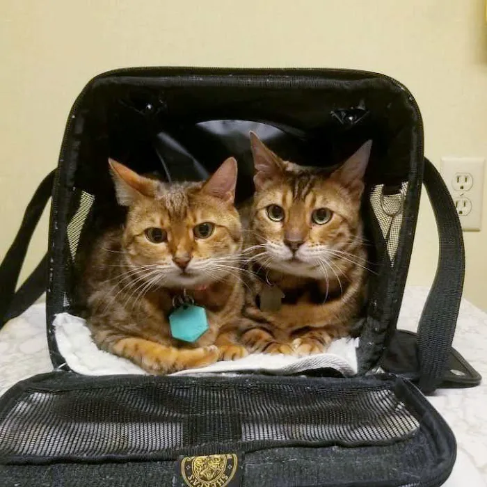 Falls Veterinary Clinic 12