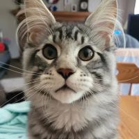 Banfield Pet Hospital ico