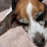 Sandstone Animal Hospital ico