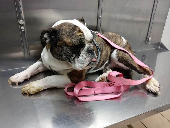 North Olmsted Animal Hospital 12