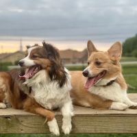 North Olmsted Animal Hospital ico