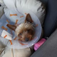 Dr Pal's Small Animal Practice ico