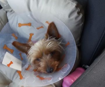 Dr Pal's Small Animal Practice