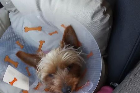 Dr Pal's Small Animal Practice