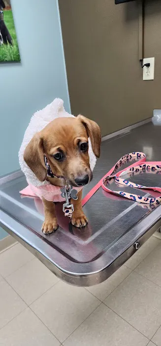 Dr Pal's Small Animal Practice 8
