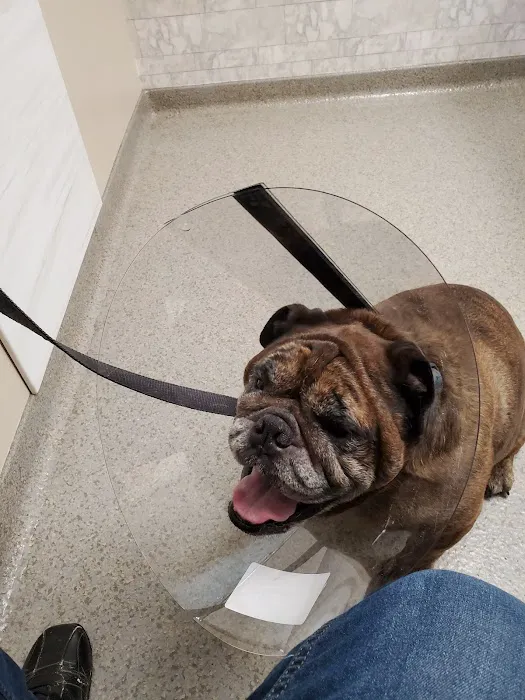 Dr Pal's Small Animal Practice 7