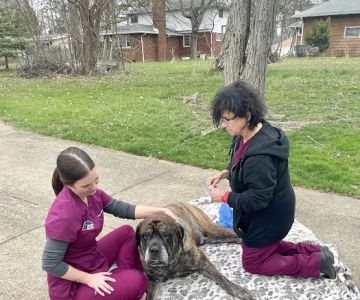 Mobile Vet Services