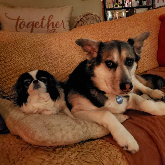 Animal Wellness of Strongsville 7