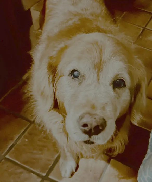 Crossroads Animal Hospital 6