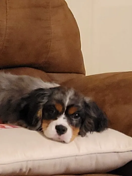Strongsville Animal Hospital 3