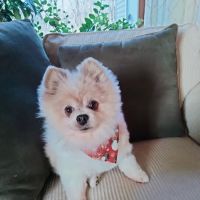 Strongsville Animal Hospital ico