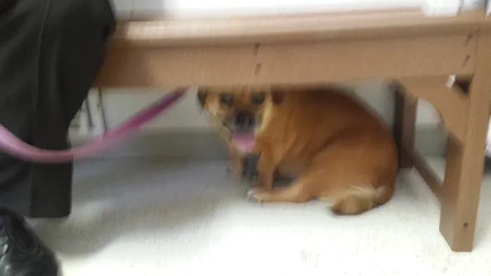 Strongsville Animal Hospital 5