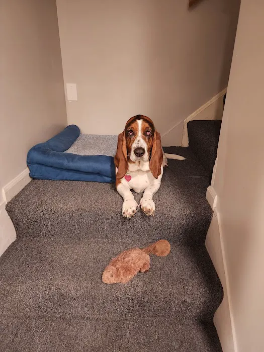 MetroPet Veterinary Clinic 12