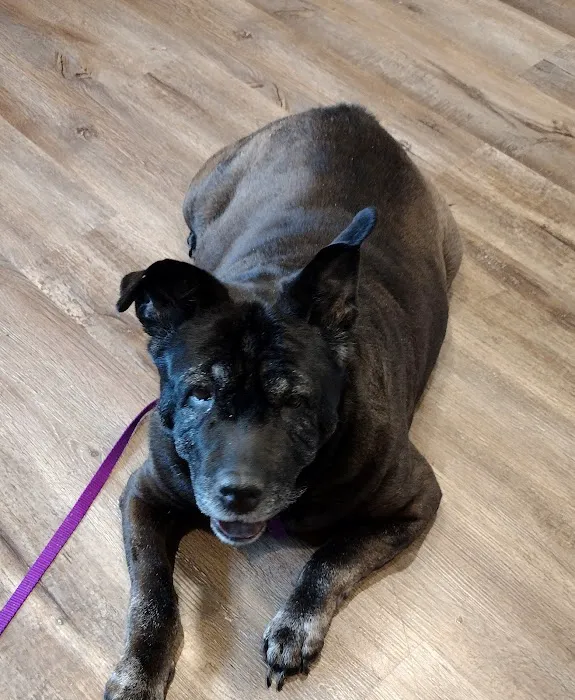 MetroPet Veterinary Clinic 12