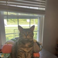 Rolling Hills Animal Hospital ico