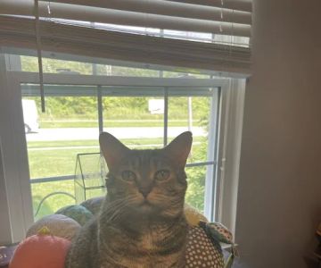 Rolling Hills Animal Hospital