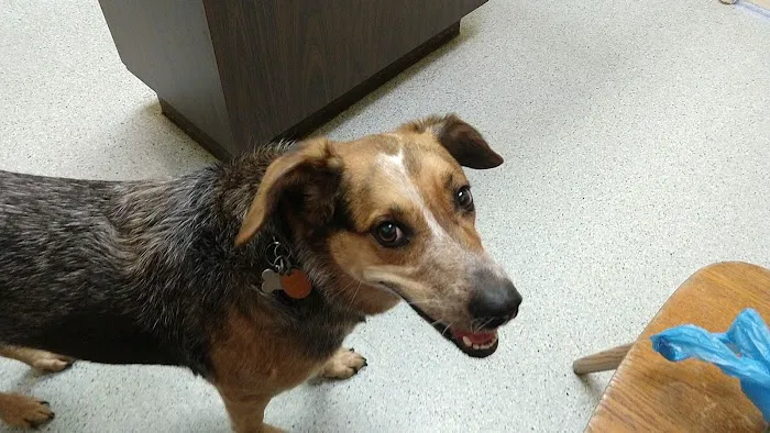 Bay Village Animal Clinic 12