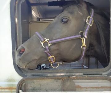 Equine Medical Services