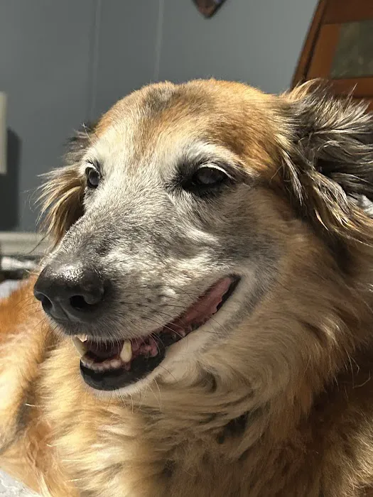 Horton Animal Hospital-Discovery 1