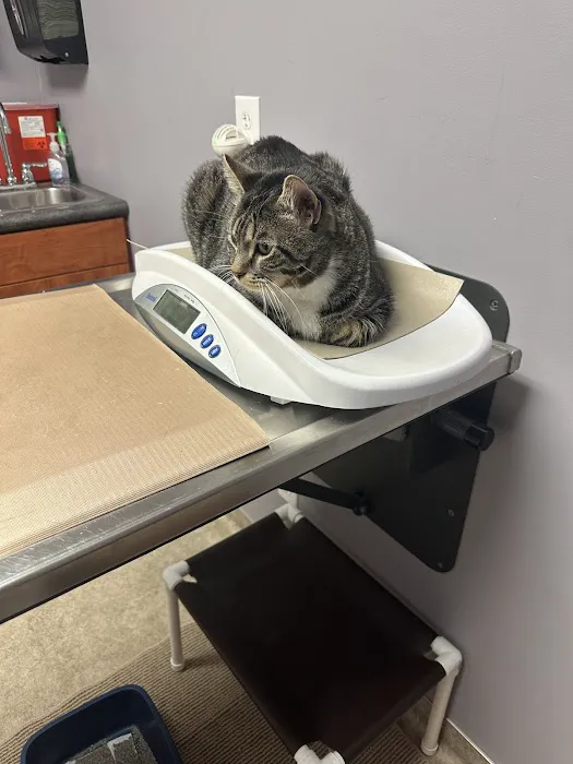 Rock Bridge Animal Hospital 2
