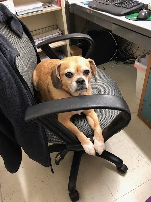 Peach Tree Animal Hospital 9