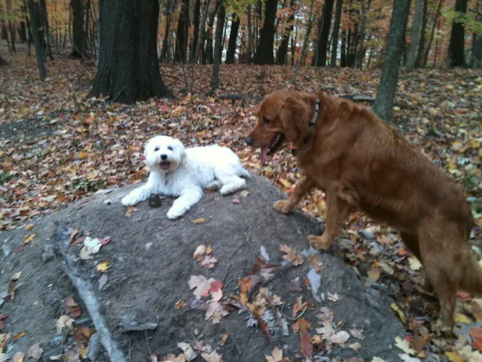 Peach Tree Animal Hospital 5