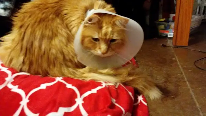 Peach Tree Animal Hospital 7