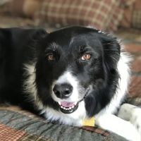 Rolling Hills Veterinary Hospital ico