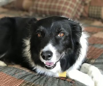 Rolling Hills Veterinary Hospital