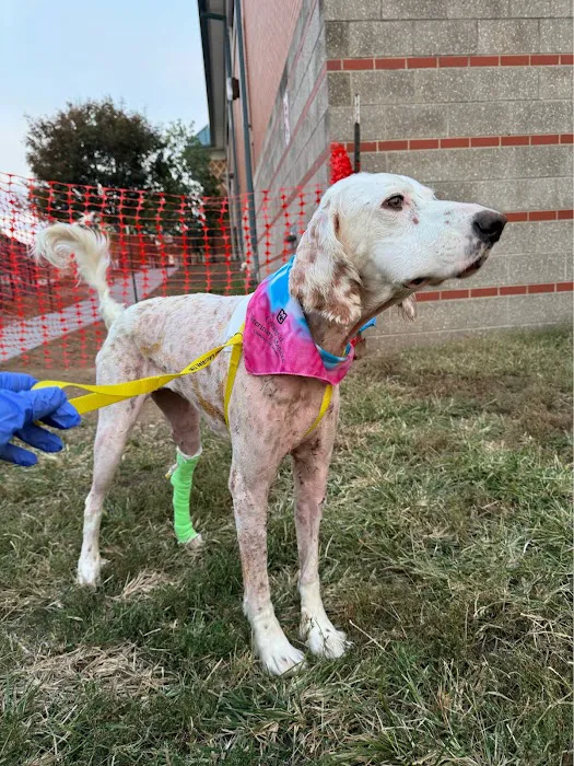 Mizzou Small Animal Hospital 4